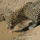 Leopard - Samburu NP Kenya