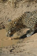 Leopard - Samburu NP Kenya
