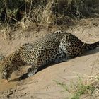 Leopard - Samburu NP - Kenya