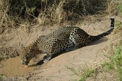 Leopard - Samburu NP - Kenya