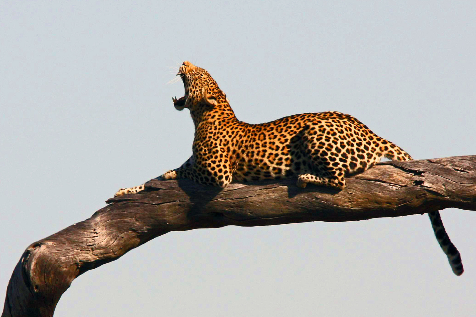 Leopard, Savuti Channel, Chobe Nationalpark, Botswana