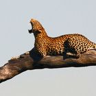 Leopard, Savuti Channel, Chobe Nationalpark, Botswana