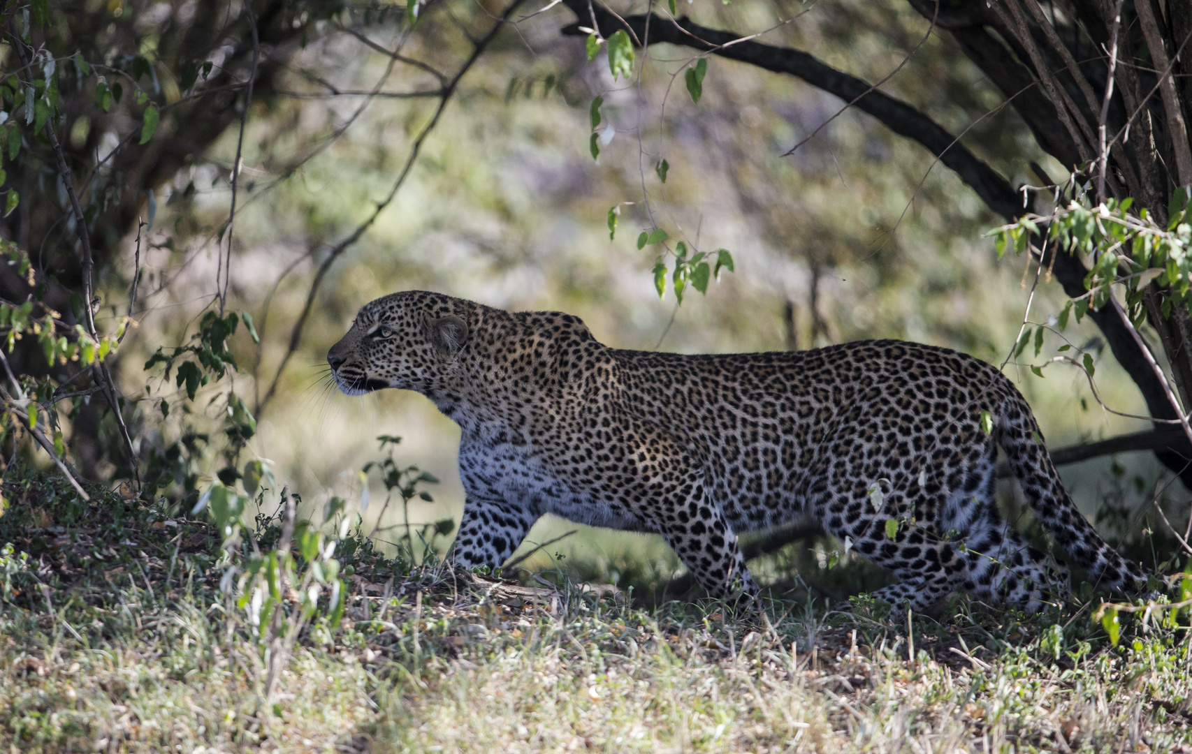 Leopard schleicht .....