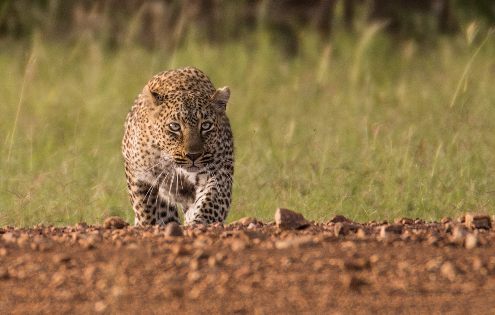 Leopard schleicht sich an