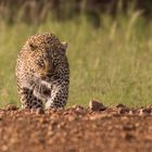 Leopard schleicht sich an