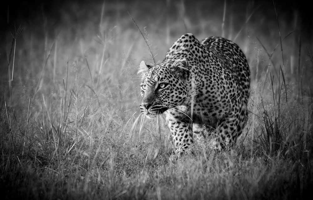 Leopard schleicht sich an