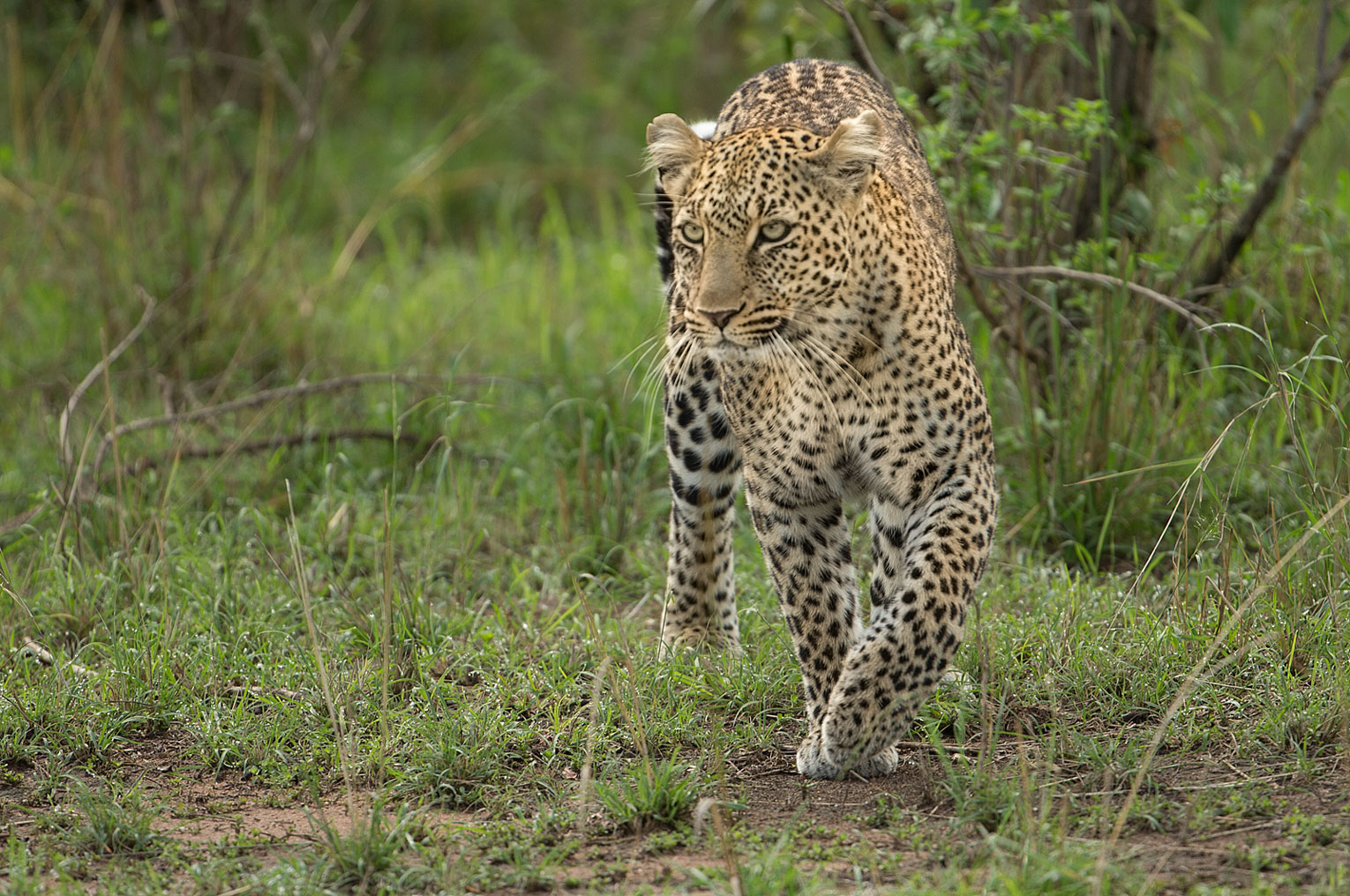 Leopard schleicht sich an