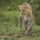 Leopard schleicht sich an