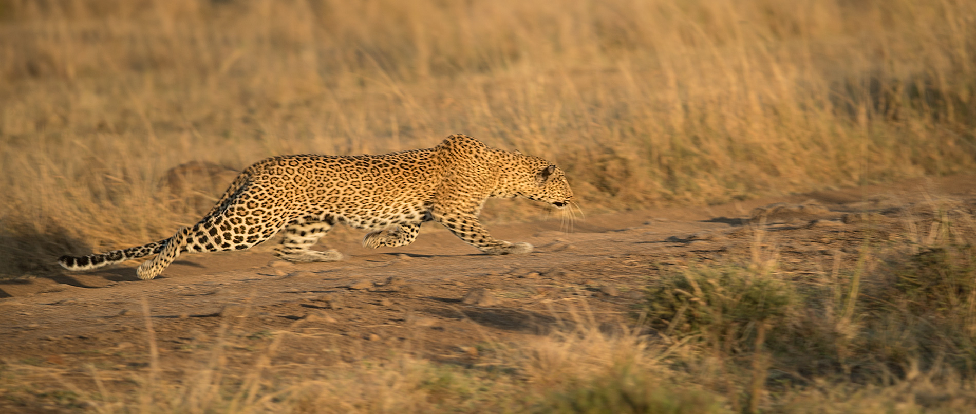 Leopard schleicht sich an