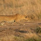 Leopard schleicht sich an