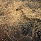 Leopard schleicht sich an