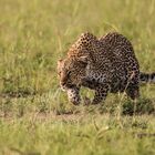 Leopard schleicht sich an