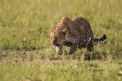 Leopard schleicht sich an
