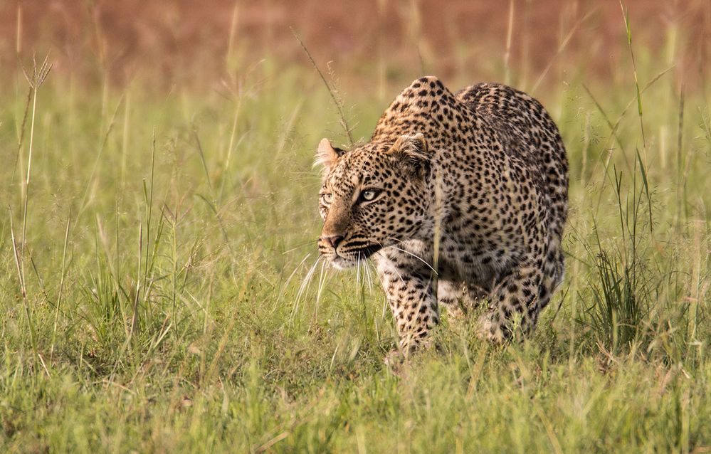 Leopard schleicht sich an Foto & Bild tiere, wildlife, säugetiere Bilder auf Leopard schleicht sich an Foto & Bild tiere, wildlife, säugetiere Bilder auf