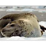 Leopard Seal