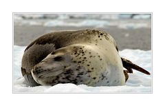 Leopard Seal