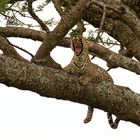 Leopard, Serengeti 2013