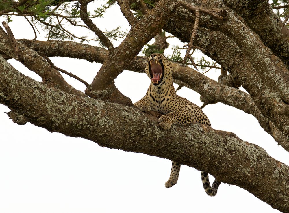 Leopard, Serengeti 2013