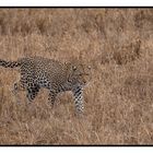 Leopard - Serengeti