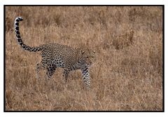 Leopard - Serengeti