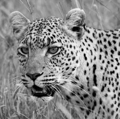 Leopard, Serengeti NP