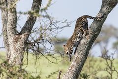 Leopard , Serengeti Süd - Ubuntu Camp