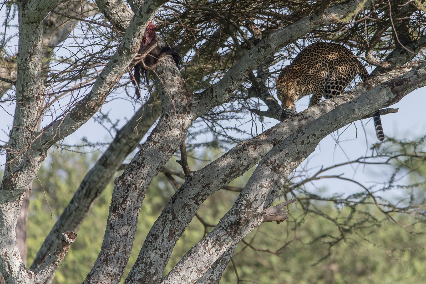 Leopard , Serengeti Süd - Ubuntu Camp