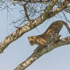 Leopard Serengeti-Süd, Umbuntu-Camp-8651