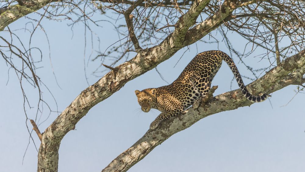 Leopard Serengeti-Süd, Umbuntu-Camp-8651