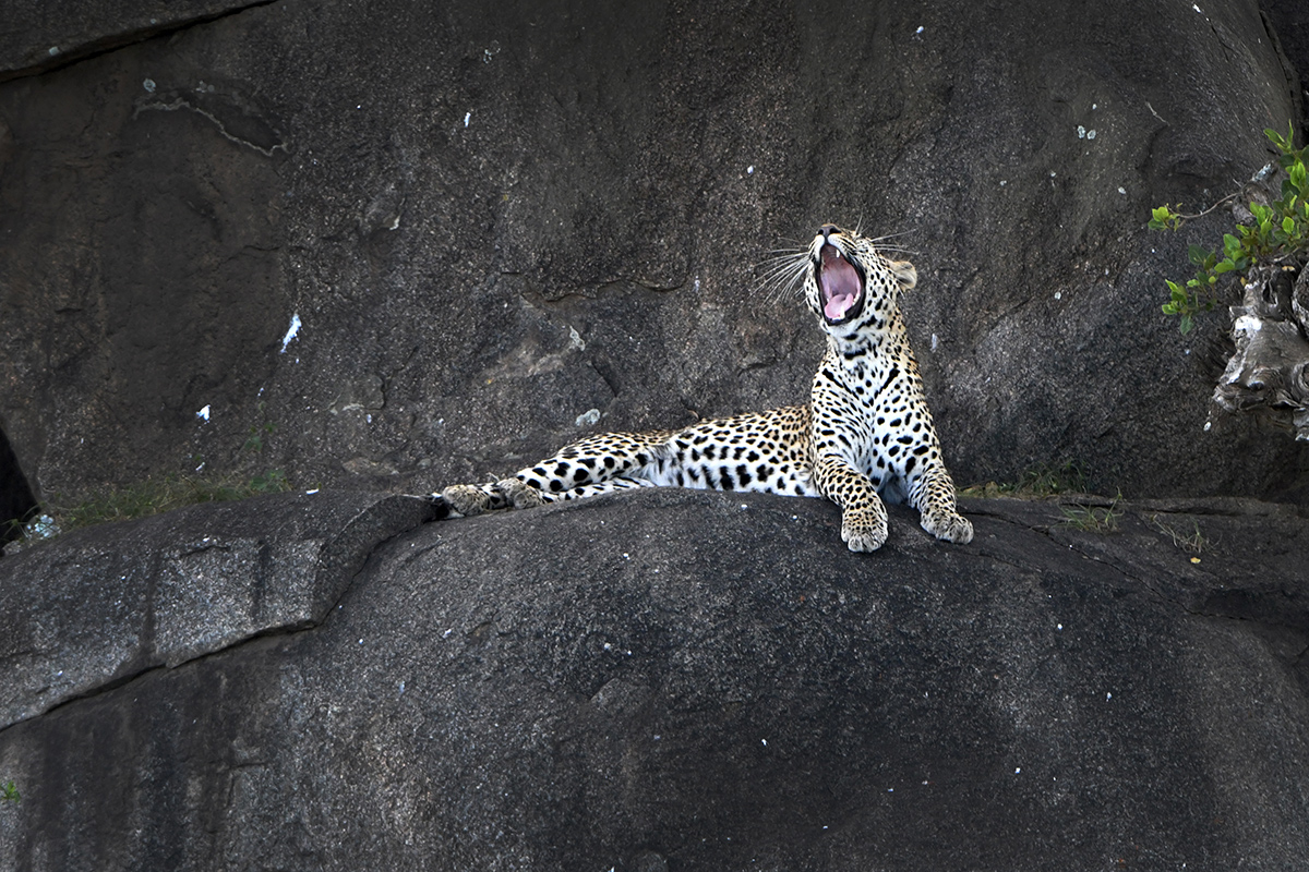 Leopard Serengeti Tansania