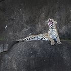 Leopard Serengeti Tansania
