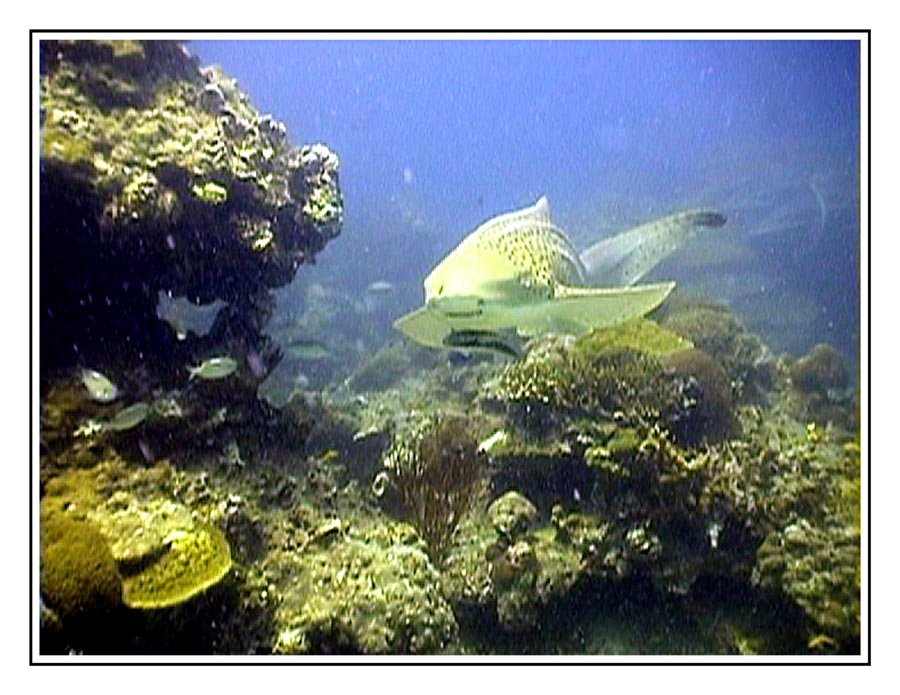 Leopard Shark