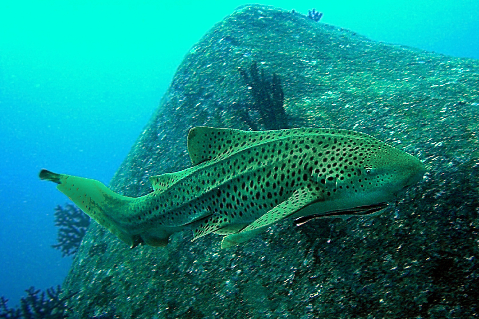 Leopard shark at Similan islands