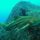 Leopard shark at Similan islands