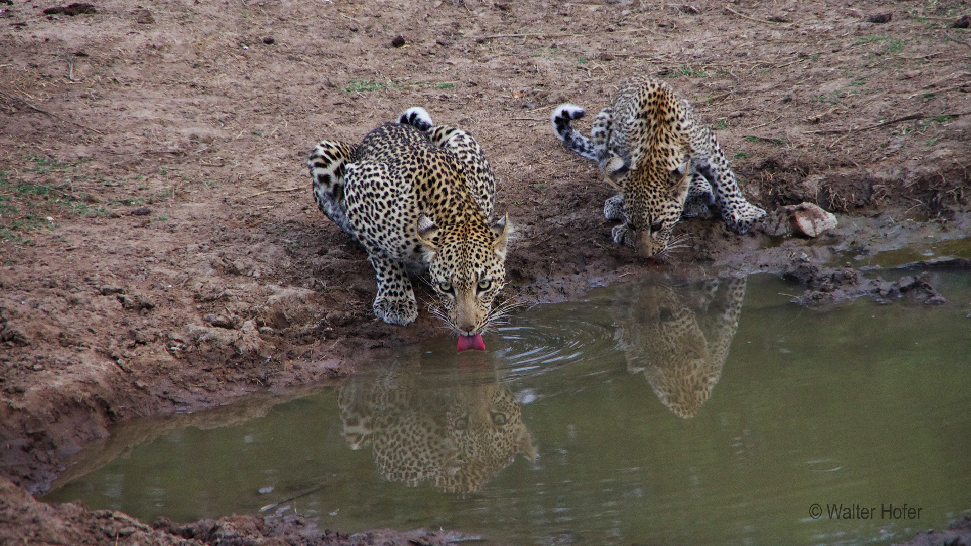 Leopard - Spiegelbild
