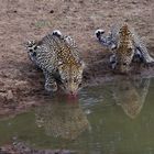 Leopard - Spiegelbild