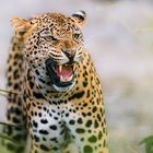 Leopard spricht Warnung aus