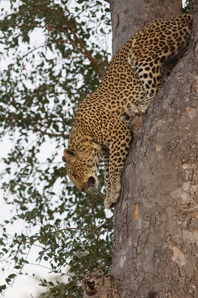 Leopard Sprung vom Baum