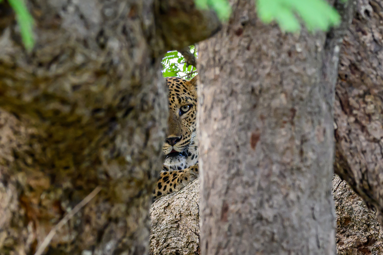 Leopard Sri Lanka 