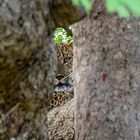 Leopard Sri Lanka 