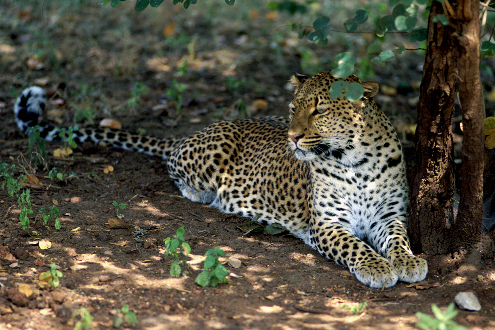 - Leopard sucht den Schatten-  /  NP Masai-Mara.