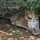 - Leopard sucht den Schatten-  /  NP Masai-Mara.