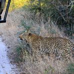 Leopard sucht Mitfahrgelegenheit