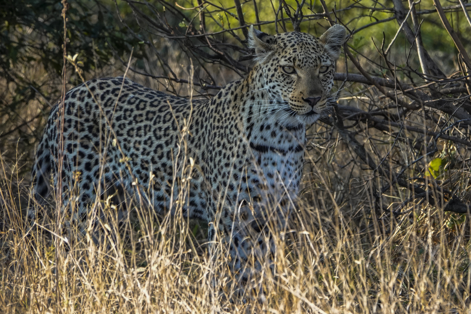 Leopard Süd Afrika 2209