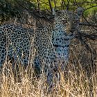 Leopard Süd Afrika 2209