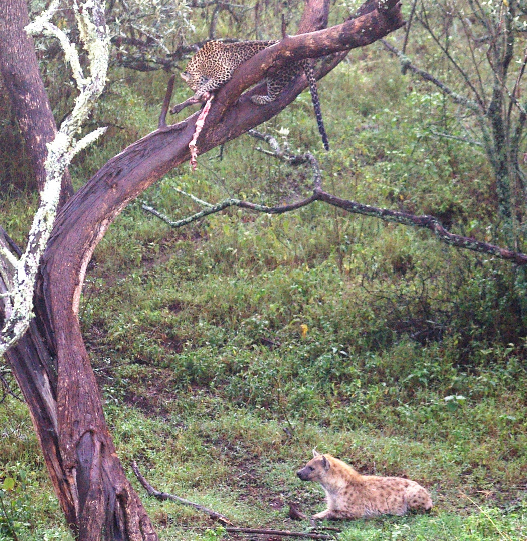 Léopard sur son arbre perché....., Naïvasha, Kenya