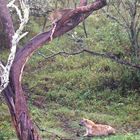 Léopard sur son arbre perché....., Naïvasha, Kenya