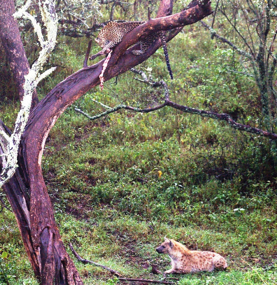 Léopard sur un arbre perché....à Naivasha....Kenya