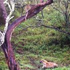 Léopard sur un arbre perché....à Naivasha....Kenya