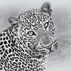 Leopard - sw
